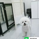 호매실GS(아) | (후기포함)수원 권선구 호매실동 봉담 당수동 오목천동 애견미용 큐트독 #비숑미용 입니다.