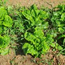 2020농장 이미지