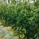 부부농장 이미지