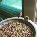 예쁜커피나무 이미지