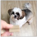 벤지동물병원 이미지