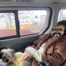 제일장여관 | 태안 청춘여관 반려견 동반펜션 추천 가족여행 후기