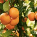 한정농장 이미지