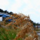 청보리축제장 이미지