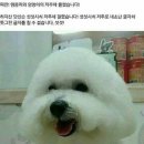 베이비 몽 이미지