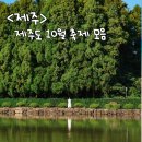 굴렁쇠협동조합 | 제주도 10월 축제 가볼만한 곳 리스트 (휴애리 핑크뮬리, 마노르블랑 핑크뮬리, 탐라문화제 등)