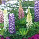 [11월 2일 탄생화] 루피너스(Lupinus) : 모성애 이미지