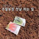 열무농장 | 구미 주말농장 임대 시작 7평 비닐 멀칭 (feat. 당근, 열무 심기)