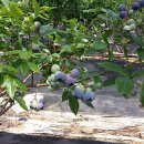 경담농장 이미지