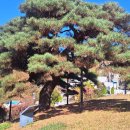 서창 소나무 이미지