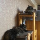 일리그루밍 이미지