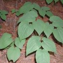 삼지목장 이미지