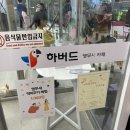 하버드앵무새카페 이미지