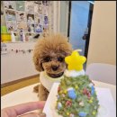 내 강아지 미용실 이미지