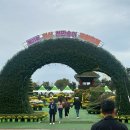 다사랑 애견 | 2024 익산 천만송이 국화축제 10월 21일 다녀 온 후기(주차/애견동반/먹거리/핑크뮬리/개화상태/야경)