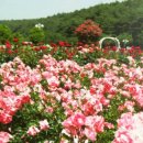 2017년 5월 울산대공원 장미축제등 울산 가볼만한곳 이미지
