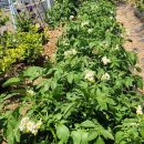 하빈농장 이미지