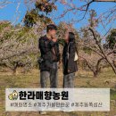 수산2리 | 제주 동쪽 사진 스팟 성산 가볼만한곳 매화 명소 &#39;한라매향농원&#39;