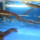 산오징어 이미지