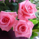 향기로 여는 마음의 문 이미지