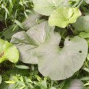 덩쿨농장 이미지