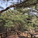 솔내음솔솔 이미지