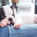 온사랑펫 이미지