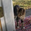 우리개 우리냥이 이미지