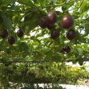 두리농장1 이미지