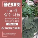 호야네 다육이 | 얼레벌레 가드너의 식물 마켓 탐방 일기-오산 풀친마켓