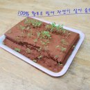 황토부자 이미지