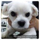 봉 동물병원 이미지