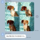 펫미리애견샵 이미지