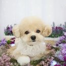 그루멍(groomung) 이미지