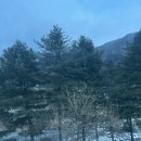 퍼니멍멍 이미지