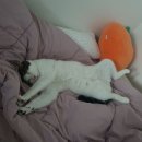 동물보육원 대전서구갈마지부 이미지