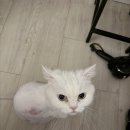 고양이 미용& 호텔 우연히, 캣 이미지