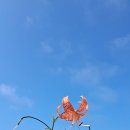 "큰별이 저리 높은 아리따운 논개의 뜨거운 그 입술에 넘쳐가던 절개여'. 이동기의 ＜논개＞ 일부다. 참나리 이미지