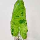 파라이소 이미지