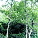 횡성 - 미술관자작나무숲 이미지