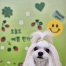 멍블리 펫 이미지