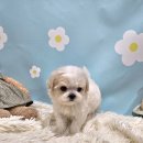 지영축산 | 간석동 강아지분양