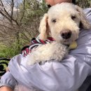 (주)쿠보텍 서울지사 | [파주 금릉] 공릉천 - 벚꽃 명소, 튤립축제 실시간 후기 (70% 개화)