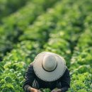 하나농산물 이미지