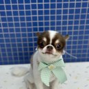 온레스트그루밍 이미지