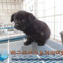 전곡로 노트펫