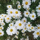 고잔공원 이미지