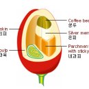 커피 원두(Coffee Been)이야기 이미지