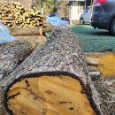 옻물 | 옻효능 옻나무 옻치료 옻물치료 옻독치료