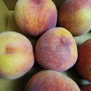 참살이농장 | 농라))참살이 농장 복슝 후기